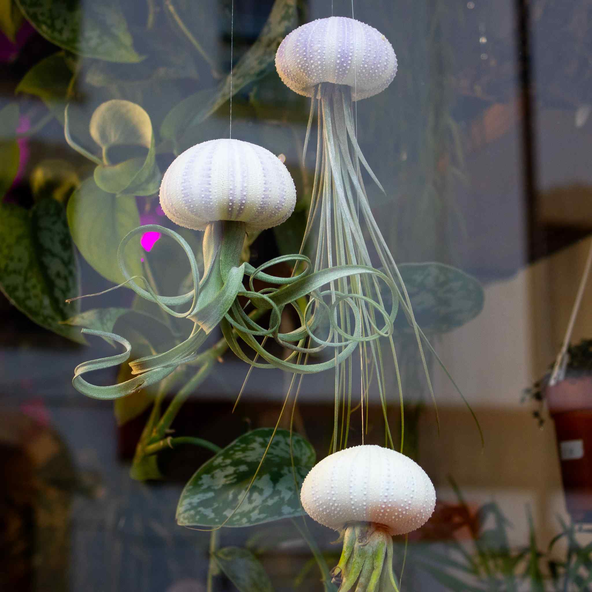 Bring Nature Home with Ome